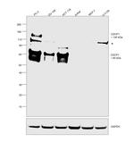 CDCP1 Antibody in Western Blot (WB)