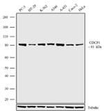 CDCP1 Antibody in Western Blot (WB)
