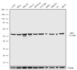 SRF Antibody in Western Blot (WB)