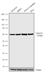 VGLUT3 Polyclonal Antibody