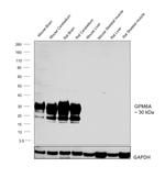 GPM6A Polyclonal Antibody