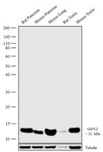 G6PC2 Polyclonal Antibody