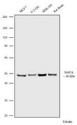 MAFA Polyclonal Antibody