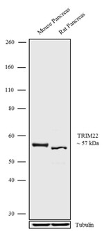 TRIM22 Polyclonal Antibody