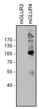 mGluR4 Antibody in Western Blot (WB)