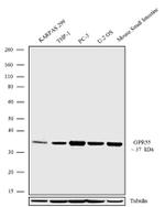 GPR55 Antibody in Western Blot (WB)