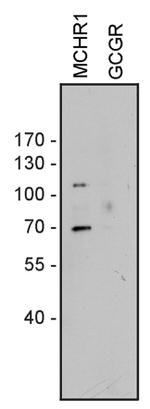 MCHR1 Antibody in Western Blot (WB)