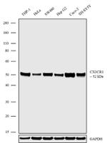 CX3CR1 Polyclonal Antibody