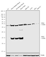 TPM3 Antibody in Western Blot (WB)
