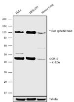 CCR10 Antibody in Western Blot (WB)