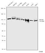 GEF-H1 Antibody in Western Blot (WB)