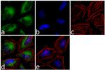 Calcyclin Antibody in Immunocytochemistry (ICC/IF)