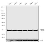 Calcyclin Antibody in Western Blot (WB)
