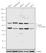 IRAK4 Antibody in Western Blot (WB)