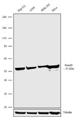 SMAD9 Antibody in Western Blot (WB)