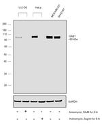 GAB1 Antibody in Western Blot (WB)