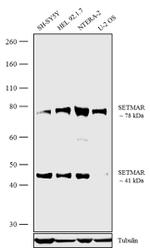 SETMAR Polyclonal Antibody