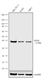 GFI1b Antibody in Western Blot (WB)