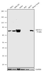 METTL3 Polyclonal Antibody