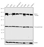 ZNF217 Antibody in Western Blot (WB)