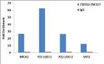 ZNF217 Antibody