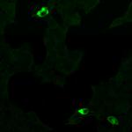 GPR68 Polyclonal Antibody