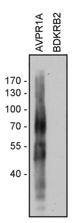 AVPR1A Antibody in Western Blot (WB)