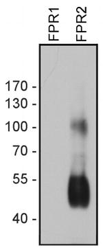 FPR2 Antibody in Western Blot (WB)