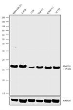 HMGN1 Antibody in Western Blot (WB)
