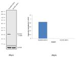 KChIP2 Antibody in Western Blot (WB)