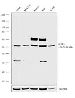 IKZF3 Antibody in Western Blot (WB)