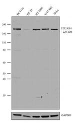 GCN2 Polyclonal Antibody