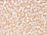 Transthyretin (Prealbumin) Antibody in Immunohistochemistry (Paraffin) (IHC (P))