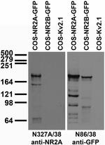 NR2A Glutamate Receptor Monoclonal Antibody (N327A/38)