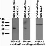 Foxi3 Monoclonal Antibody (N359/28)
