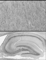 Beta4-Spectrin Antibody in Immunohistochemistry (Frozen) (IHC (F))