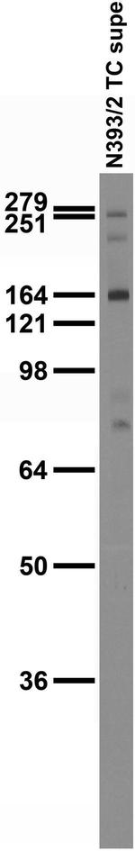 Beta4-Spectrin Antibody in Western Blot (WB)