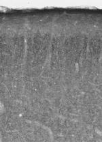 VGAT Antibody in Immunohistochemistry (Frozen) (IHC (F))