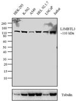 L3MBTL3 Antibody in Western Blot (WB)