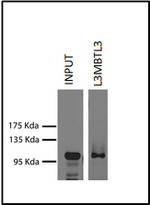 L3MBTL3 Antibody in Immunoprecipitation (IP)