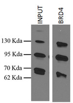 BRD4 Antibody in Immunoprecipitation (IP)