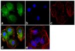 TSC2 Antibody in Immunocytochemistry (ICC/IF)