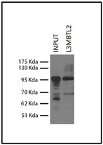 L3MBTL2 Antibody in Immunoprecipitation (IP)