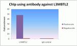 L3MBTL2 Antibody in ChIP Assay (ChIP)