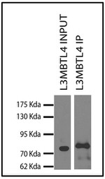L3MBTL4 Antibody in Immunoprecipitation (IP)