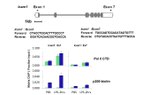 p300 Antibody