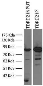 TDRKH Antibody in Immunoprecipitation (IP)