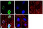 SETD7 Antibody in Immunocytochemistry (ICC/IF)