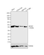 SETD7 Antibody in Western Blot (WB)