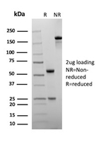 Ubiquitin (Autophagy Marker) Antibody in SDS-PAGE (SDS-PAGE)